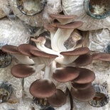 Nấm bào ngư Hiệp Thúy