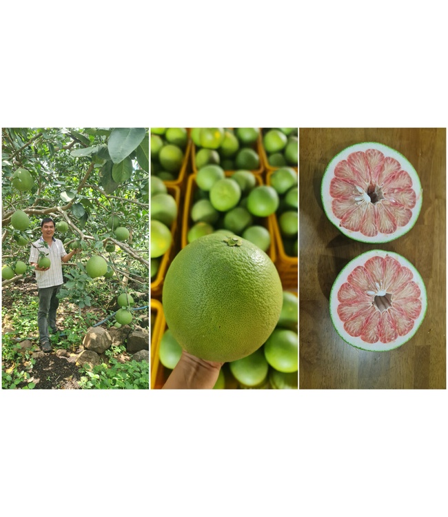 Vietnamese green pomelo - Song Nam ITD