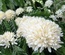 Mật ong thiên nhiên hoa Cà Phê - Lọ thủy tinh 450g - Nha Trang Ngon