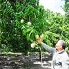 Mong vụ xoài Tết bội thu