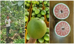 Vietnamese green pomelo - Song Nam ITD