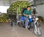 Fresh Young Coconuts - Song Nam ITD