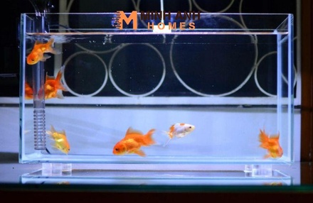 Vách ngăn hồ cá Mica