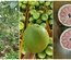 Vietnamese green pomelo - Song Nam ITD