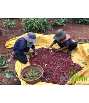 Cà phê Arabica