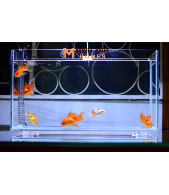 Vách ngăn hồ cá Mica