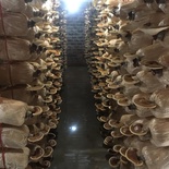 Nấm linh chi Hiệp Thúy