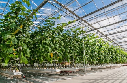 Tấm Poly Super Star